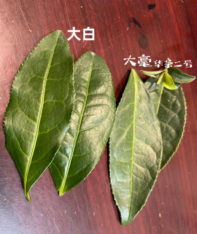 白茶的茶树品种有哪些(7种)